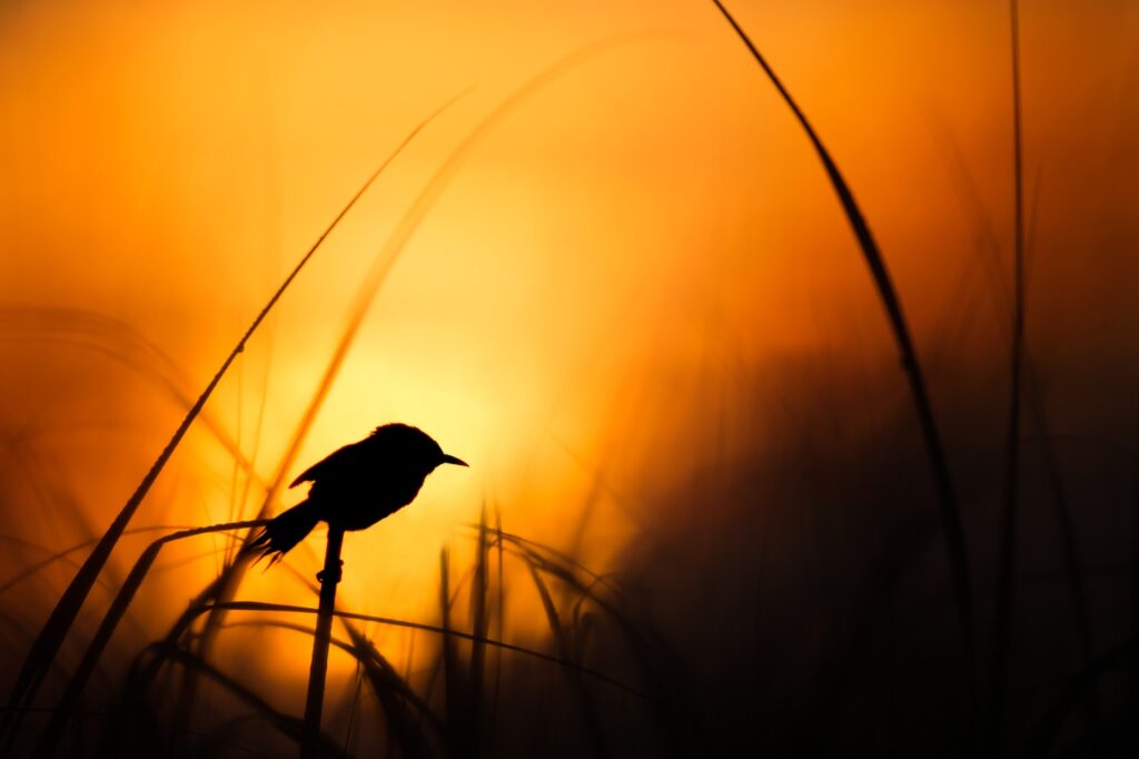 silhouette of bird