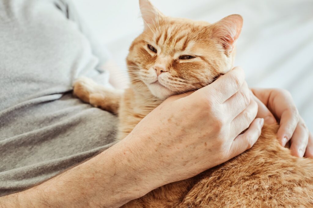 Big red cat lie on the man. Male hands stroking purring cat. Selective focus on cat's muzzle