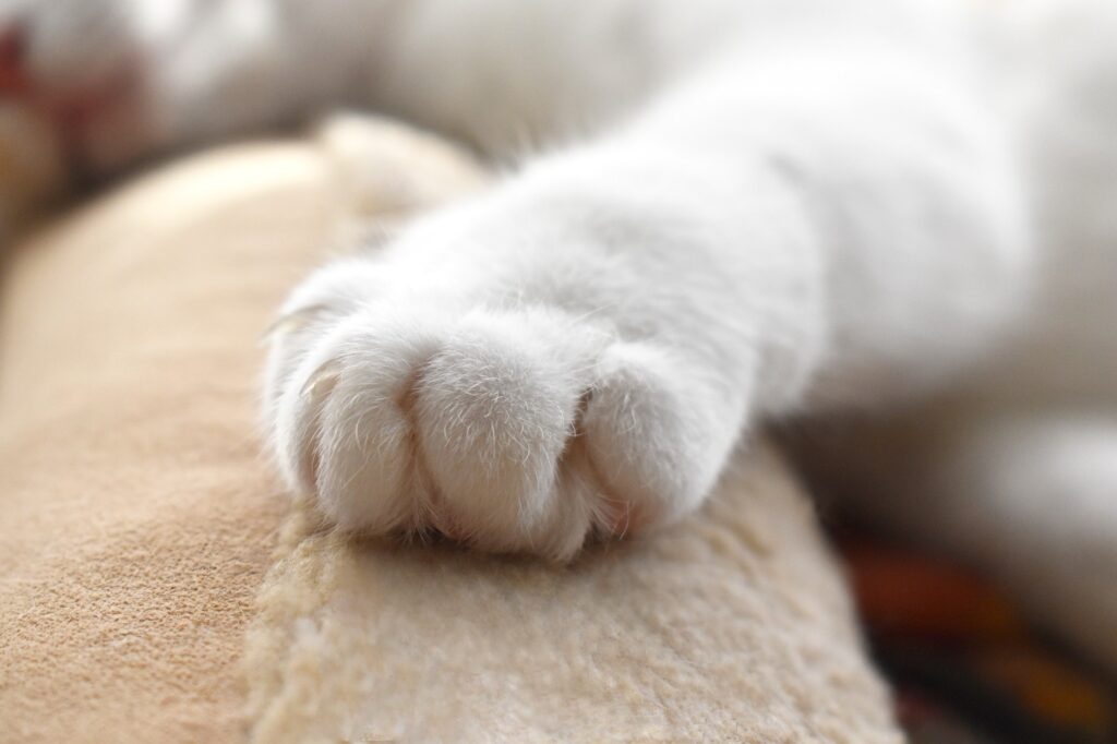 Cat paw.
