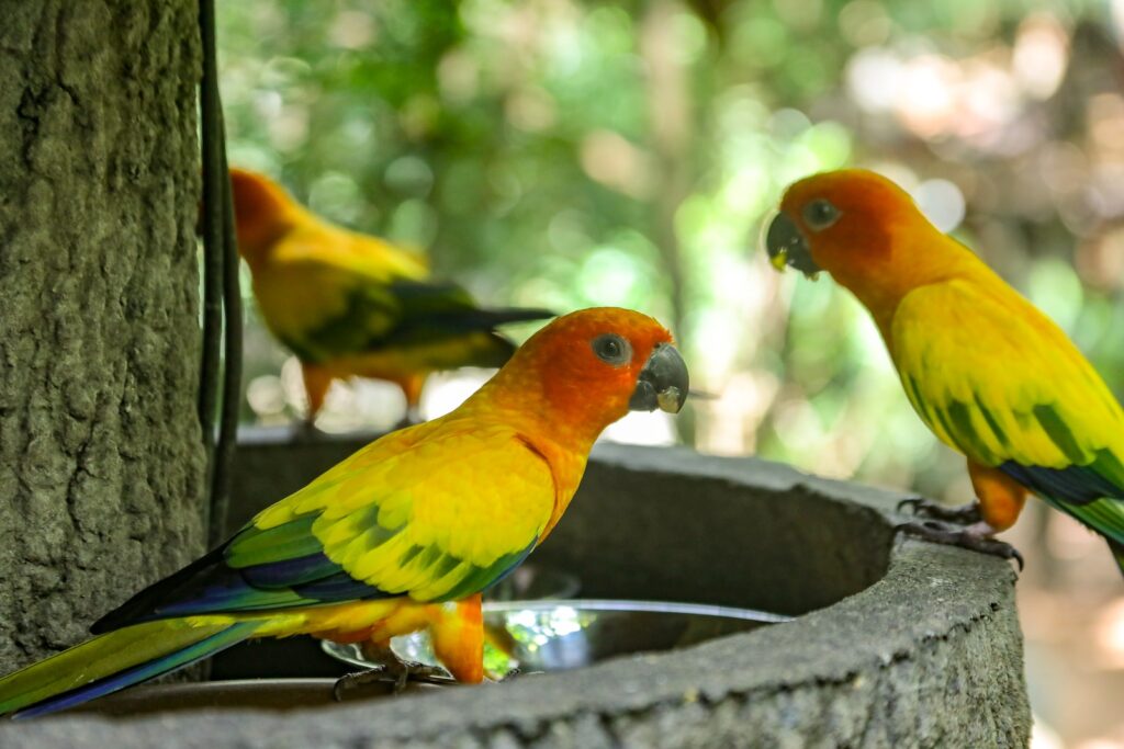 shallow focus photography of three yellow-and-green birds