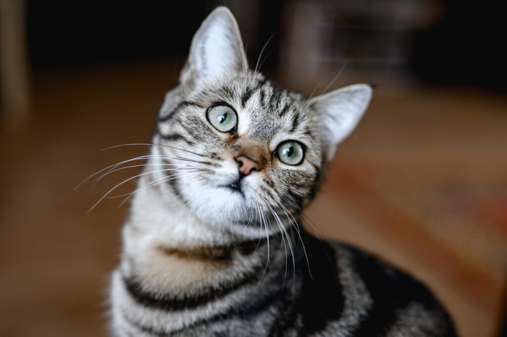 striped cat sits on a wooden floor. . paws, whiskers and tail