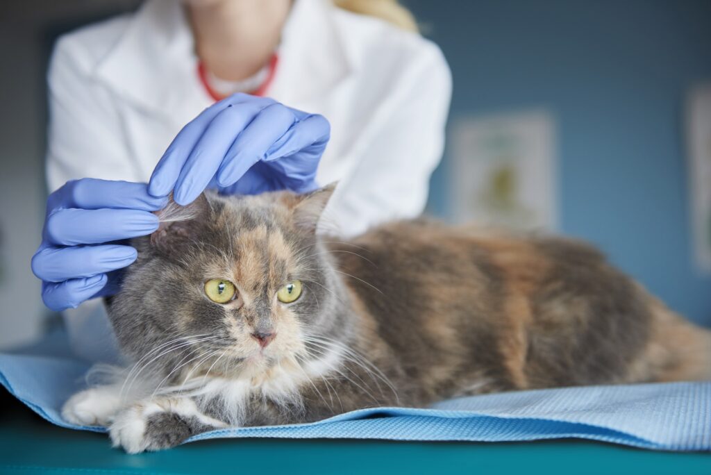Vet checking cat's ear condition