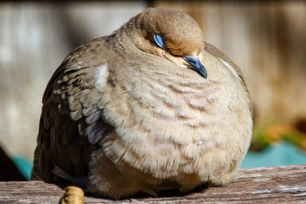 brown and white bird on brown wooden table