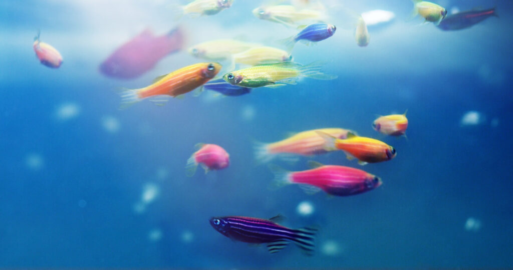 Adding some colour to your aquarium. Shot of a group of various danio in a freshwater fish tank.