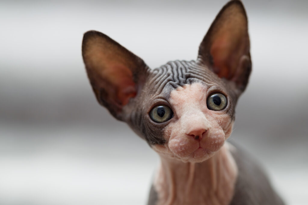 Animal portrait of sphynx cat looking away