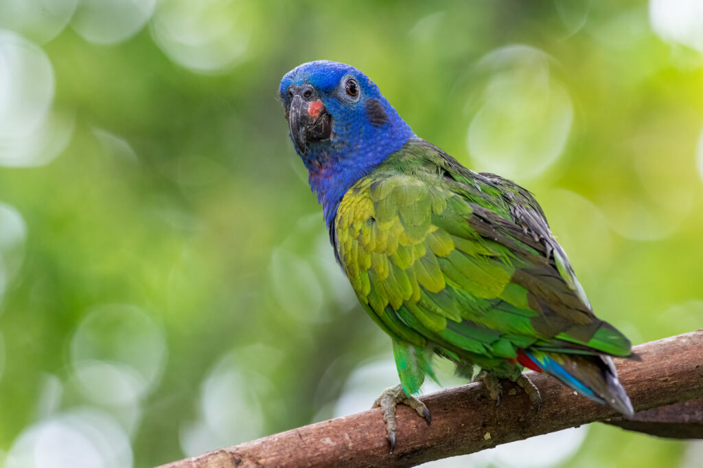 Blue-headed Parrot (Pionus menstruus). Beautiful parrot perched on a tree trunk