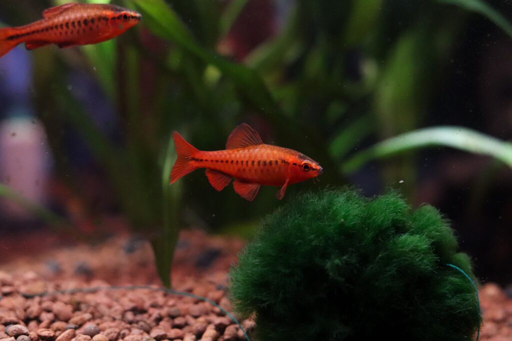 Closeup of a Cherry barb fish swimming in an aquarium