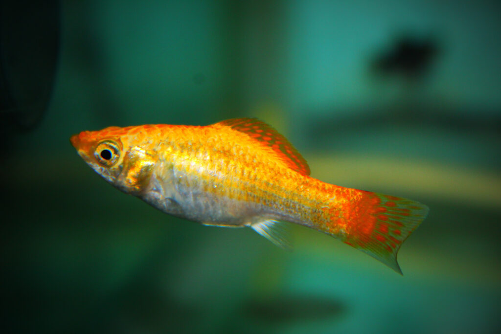 Closeup of common molly fish floating underwater