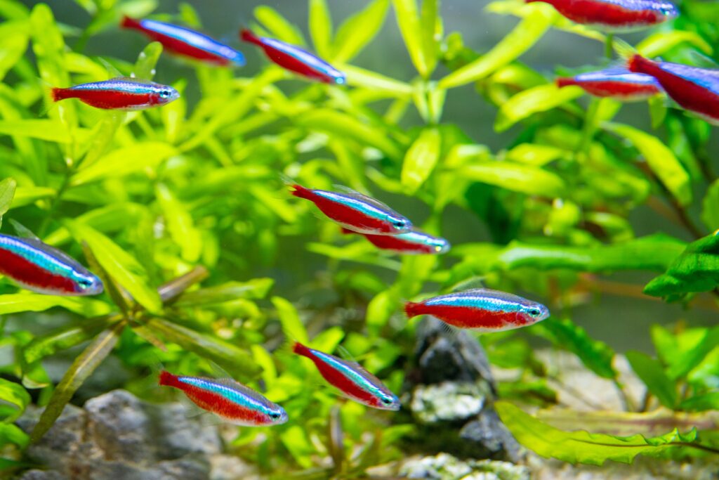 Closeup shot of a school of neon tetra in the aquarium