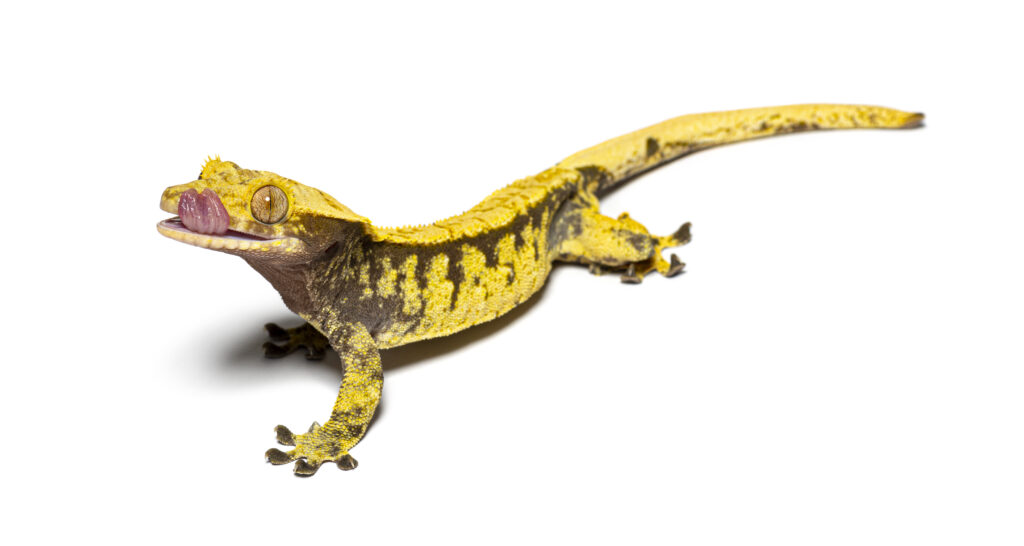 Crested gecko licking its eye to moisten it, Correlophus ciliatu