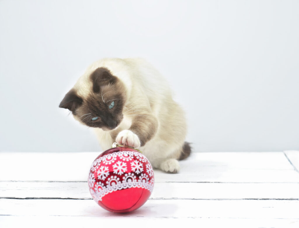 cute balinese cat playing with christmas ball.