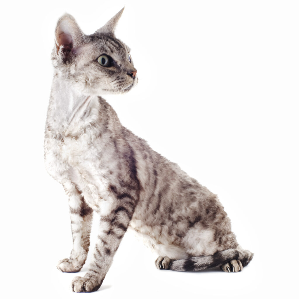 devon rex cat