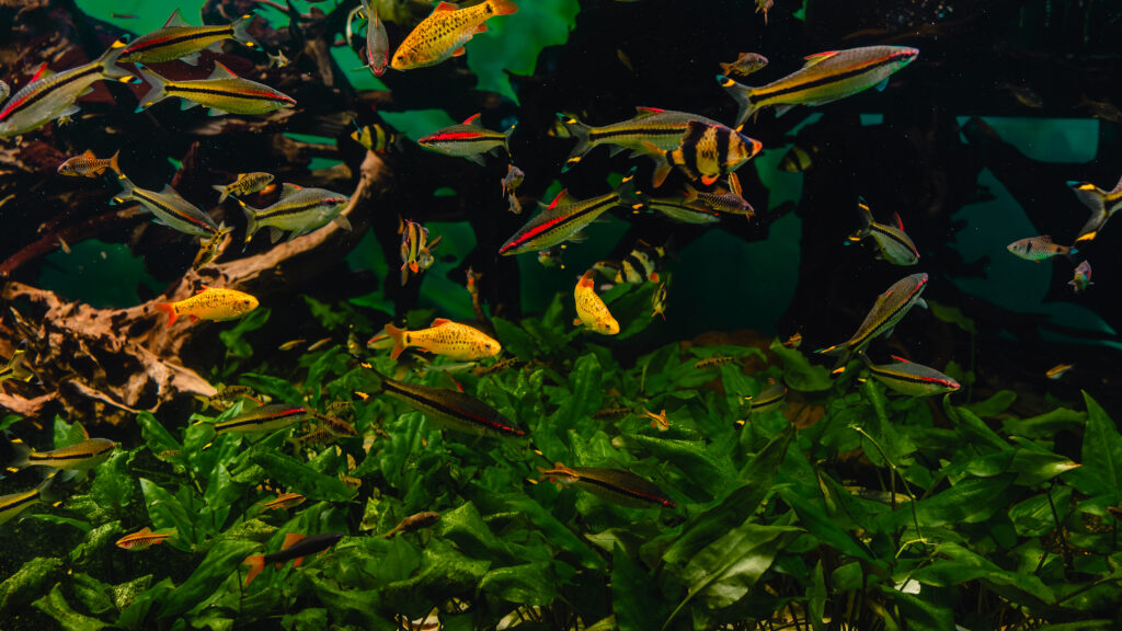 Exotic freshwater fishes in aquarium