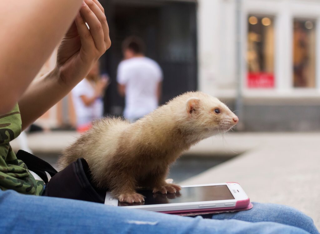 Fluffy light-colored ferret sits on a mobile gadget