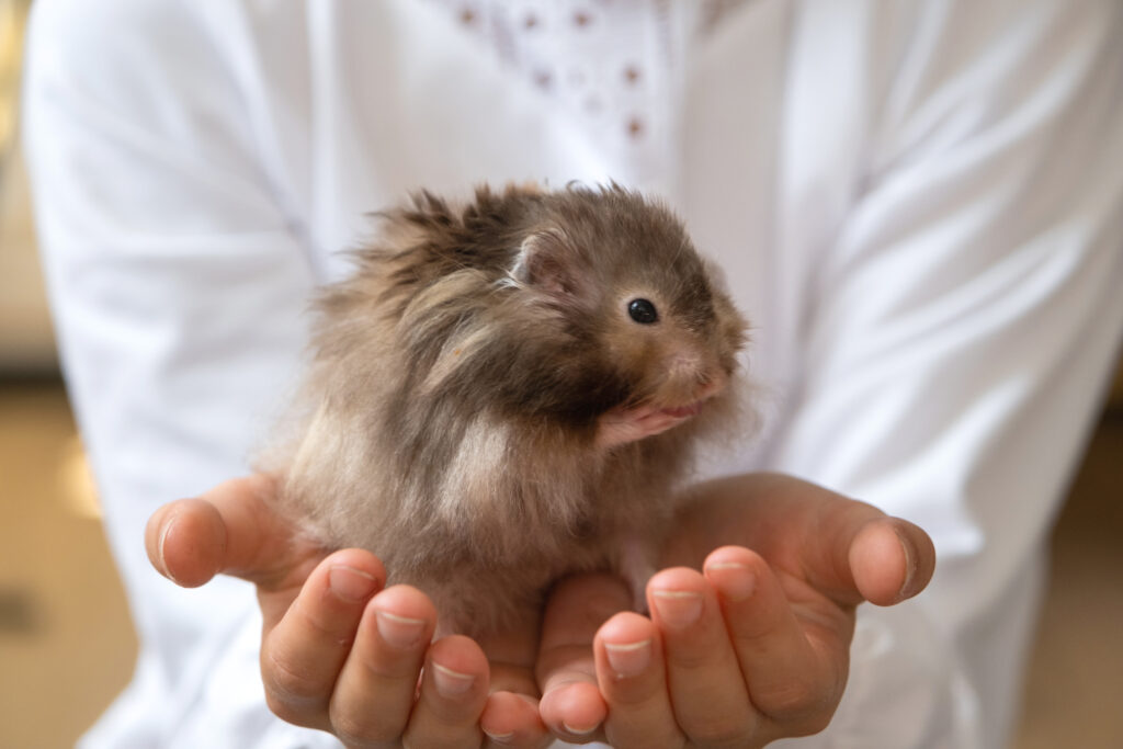 Funny fluffy curious Syrian hamster sitting in the arms of a child. Domestic tamed pet, manual,. Clo