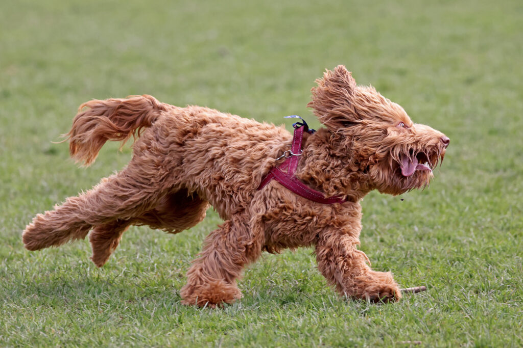 Golden Labradoodle in action