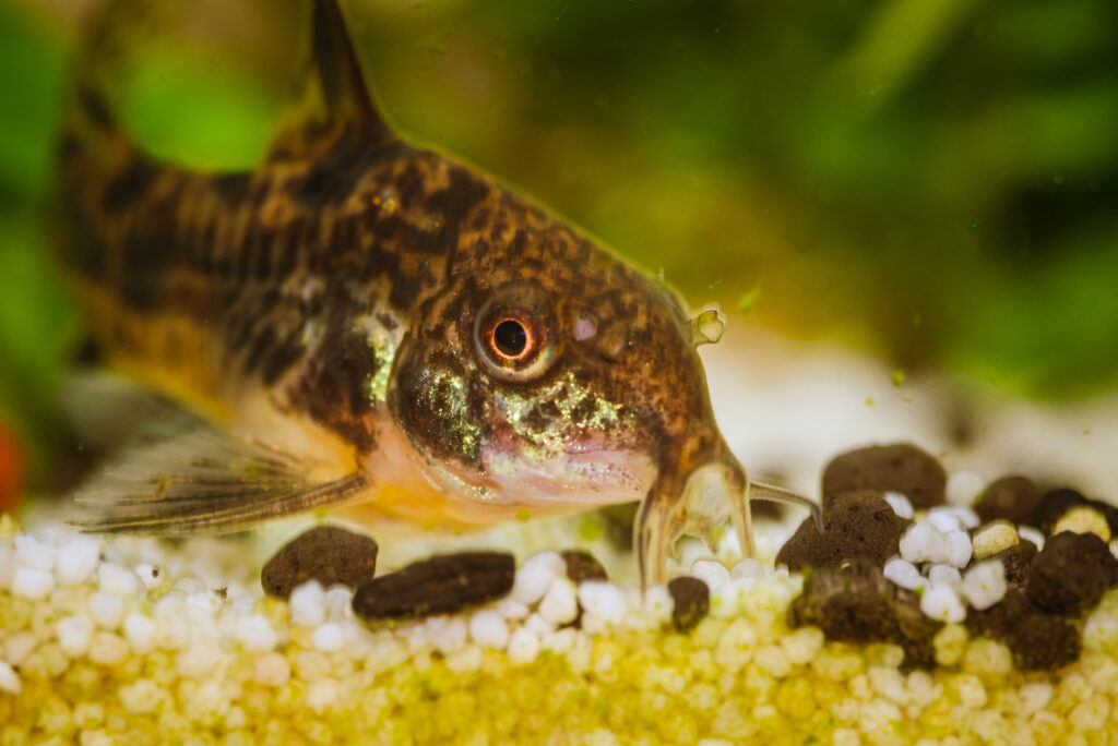 Leopard corydoras aquarium fish. Cleaning fishes in captivity