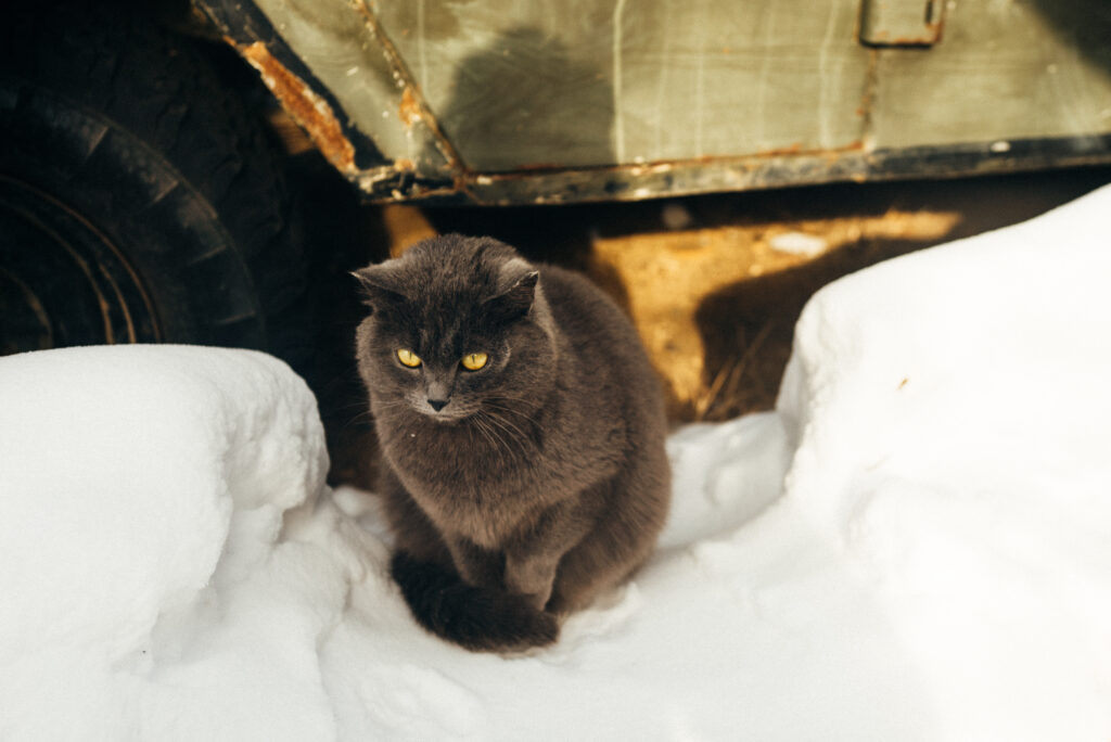 siberian cat