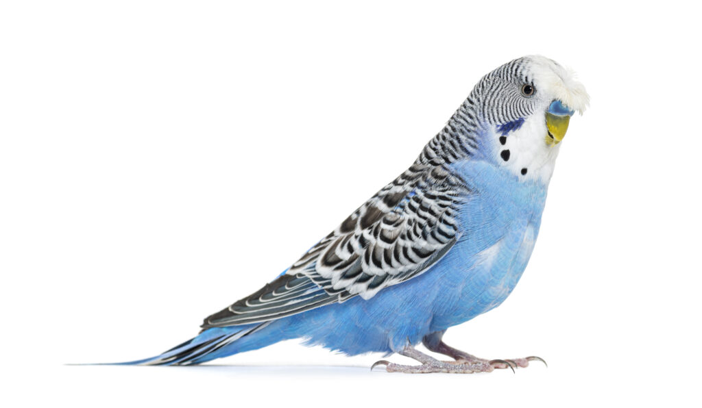 Side view Blue crested Budgerigar, isolated on white