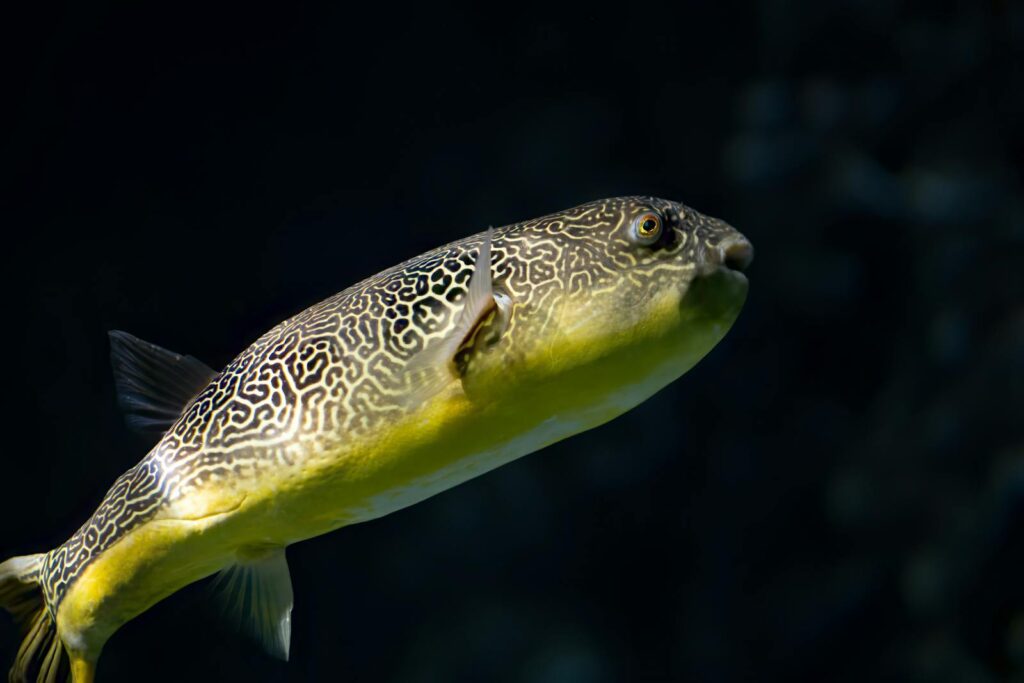 Pufferfish (Fugu)