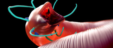 Nematode, Tape Worm