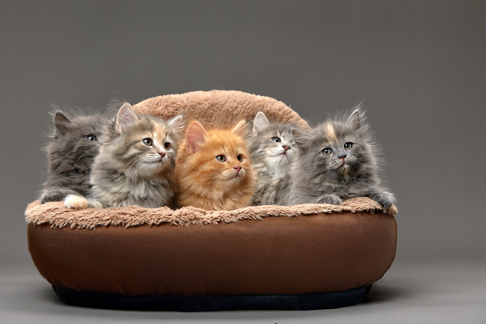 Little kittens sitting in a cat bed
