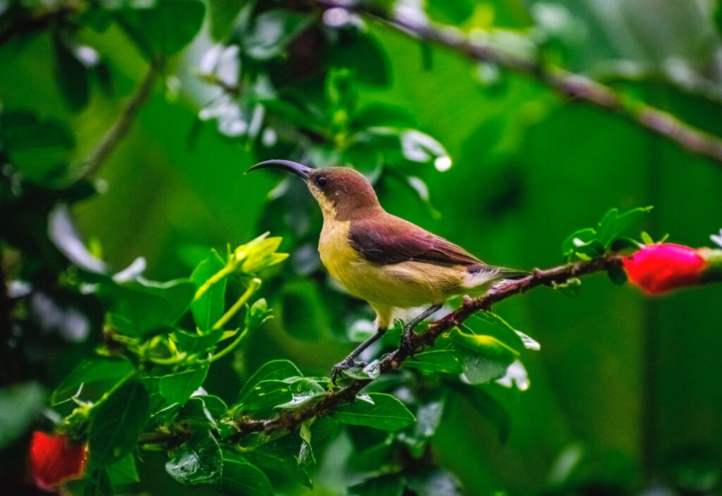 8 things I always wondered about birds