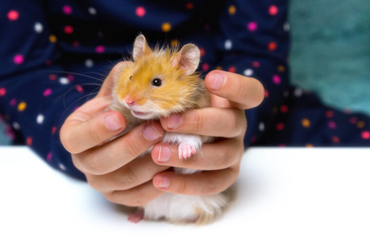 Fluffy red Syrian hamster in the hands of a child.